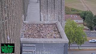 Watch Ealing’s Peregrine Falcons live on our webcam! live webcam