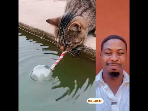 Cat uses straw to catch fish 😁