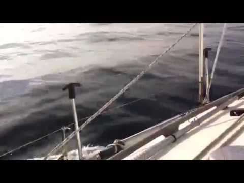 Sigma 362 Happy Dawn & Dolphins