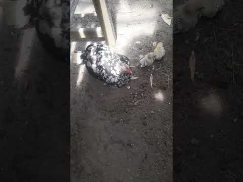 [DZIJO KARKONOSZ] @Kwoka Chabo kąpiel w piasku z popiołem drzewnym z kurczakami