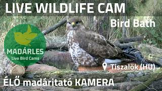 Somogy · Siófok · Fő utca (Ságvár) live stream