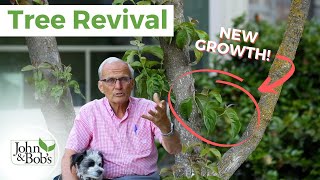 Damaged Tree | Dogwood Revival Update (Amazing Results!)