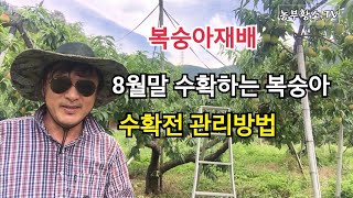 [복숭아재배] 8월말경 수확하는 복숭아 지금 어떤작업이 필요한가?