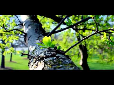 Don Feymez feat. Zate - Alles gut