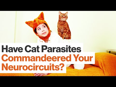 How Parasites Commandeer and Change Our Neurocircuits | Kathleen McAuliffe | Big Think