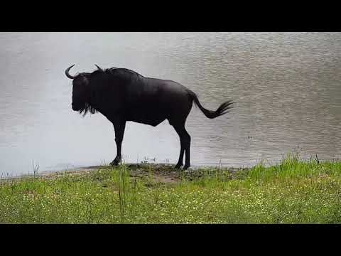 Djuma: Wildebeest bull rolling in the mud on edge of dam - 09:59 - 12/29/21
