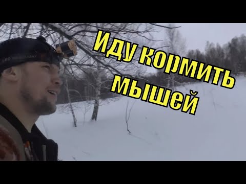 Кормлю мышей. Природа/Семья Фетистова