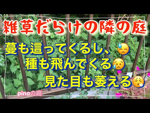 見下ろす庭を隣人と衝突せずに美しく隠すにはどうすればよいですか？  庭園
