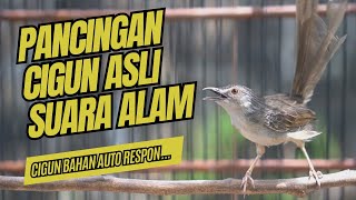 Download lagu PANCINGAN CIGUN ASLI SUARA ALAM GACOR // BAHAN AUTO RESPON... mp3 Download lagu PANCINGAN CIGUN ASLI SUARA ALAM GACOR // BAHAN AUTO RESPON... mp3