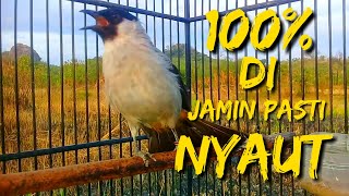 Download lagu 100% PASTI NYAUT...!!! DI MASTERI SUARA BURUNG KUTILANG GACOR ini Ampuh buat pancingan mp3