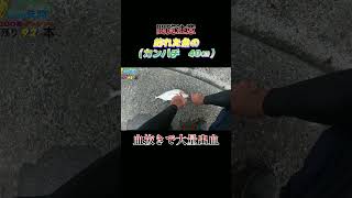 【閲覧注意】魚（カンパチ　40センチ）の血抜きで大量出血！#shorts #釣り #ショアジギング