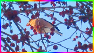В начале весны я встретила в парке красивую птицу, которая лакомилась ягодами боярышника. Это дубонос обыкновенный - вид птиц из семейства вьюрковых. Птица размером до 18 см, с большим клювом. Окраска буровато-коричневая с рыжим