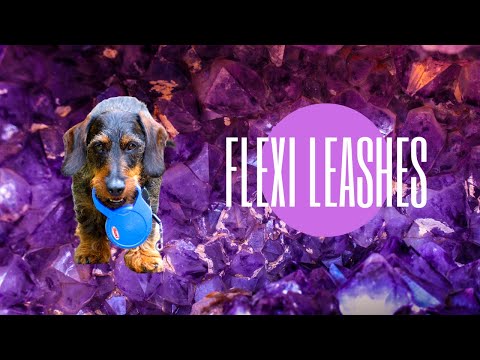 Flexi Leashes | A Dog Trainer's Opinion | 🍵
