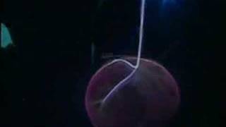 Venus Fly Trap (UK) - Human Fly