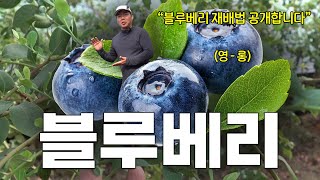 블루베리 1,000평에 1억 5천 매출을 찍었다고?! 블루베리 연합회장의 노하우 공개!