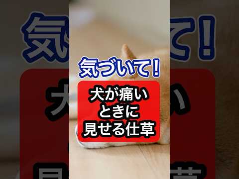 犬の衝動制御 - 最良のヒントと練習