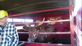 preview picture of video 'Transporting the Ox: Scout's First Ride in the Stock Trailer #3'