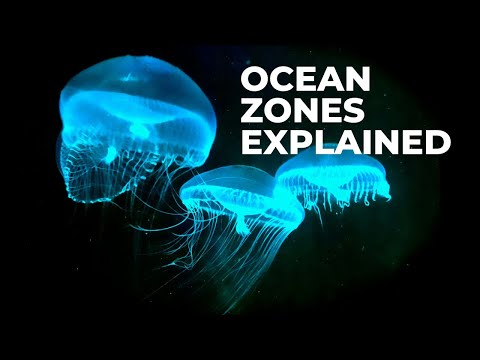 Ocean Zones — EXPLAINED