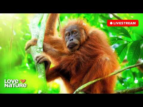 Capture d'écran du flux en direct de la chaîne de télévision Love Nature