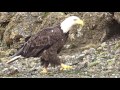 Bald Eagle Walking Around