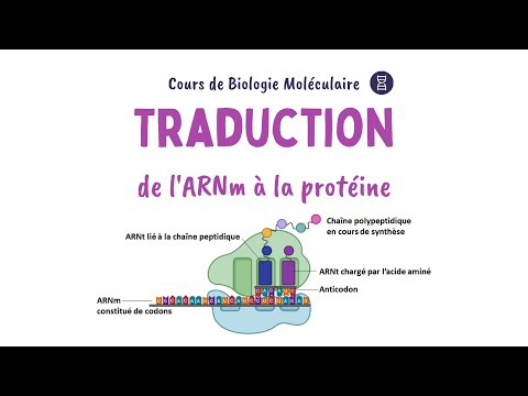 LA TRADUCTION de l'ARN messager en protéines | Biochimie Facile