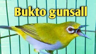 Download lagu Pleci gacor // burung pleci buxtomi gunsal gacor mp3 Download lagu Pleci gacor // burung pleci buxtomi gunsal gacor mp3