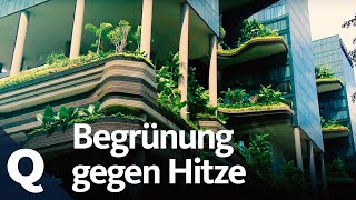 Wie der Klimawandel Städte aufheizt und wie Urban Gardening das ändern kann | Qu
