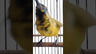 Download lagu PANCINGAN SOGON TROTOL AGAR BUNYI.        #pancingansogonagarbunyi #sogon #sogokontong #sogontrotol mp3