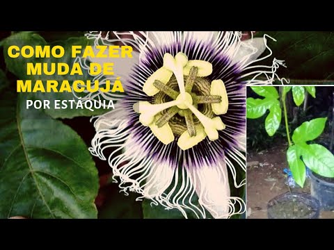 How to propagate passion fruit from a branch.