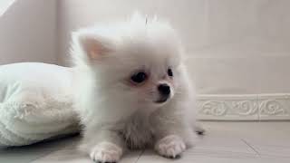 スコティッシュフォールドの動画01