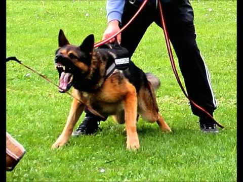 Veus vom Smaragdwald