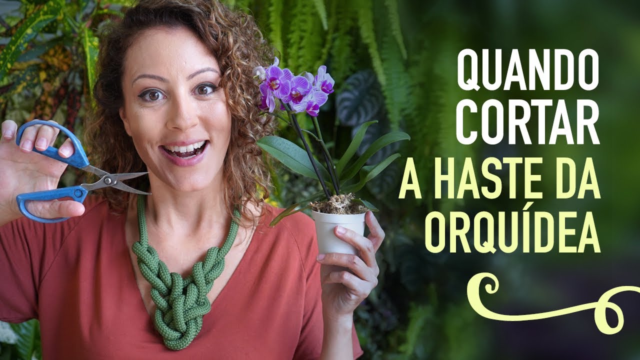 Quando PODAR a HASTE da ORQUÍDEA
