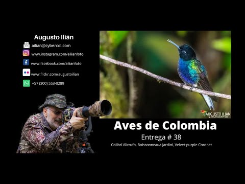 Birds of Colombia Installment #38 Velvet-purple coronet,  Boissonneaua jardini o colibri 7 colores