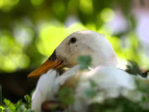 Video 13 aus  Bucherhof