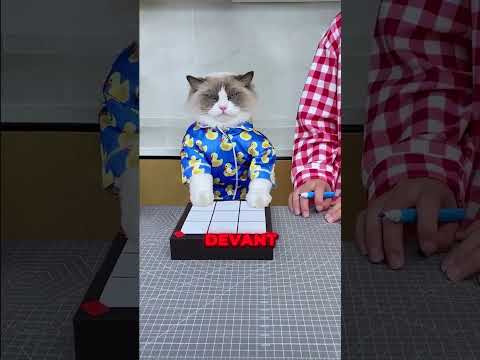 Elle a triché contre son chat… 😼