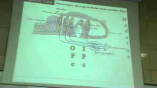 dr gihan ear 2 " Inner Ear ( Cochlea - Vestibule - Semicircular canals ) "