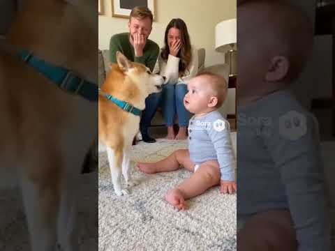 Baby first time facing dog's complaint and he don't know what to do