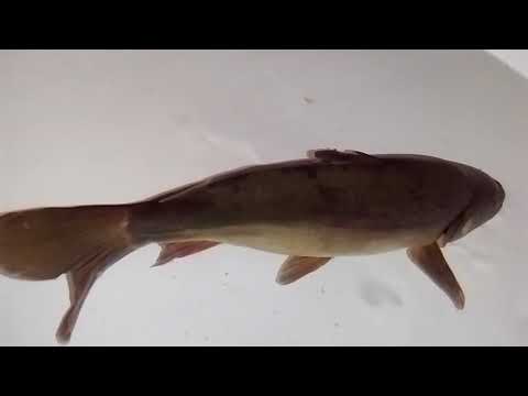 Świąteczny Karp 2017