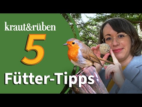 Feeding birds in winter: Avoid these 5 mistakes!