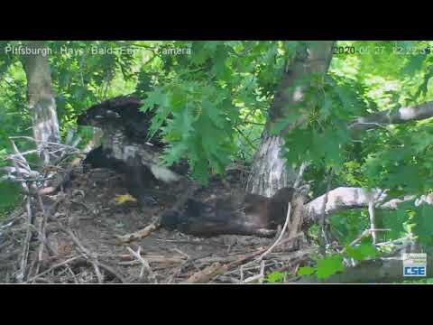 Hays Eagles H12 plays fleap frog over H11 2020 05 27 1222pm