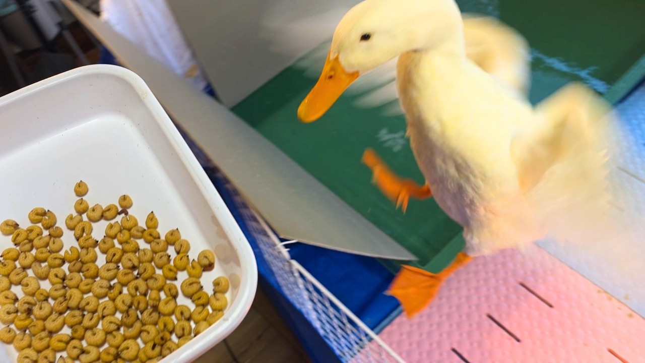 川で保護したアヒルが“最高に美味い虫”を食べた瞬間
