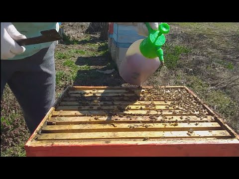 Pcelarstvo 2021. Prolećna dezinfekcija jodom