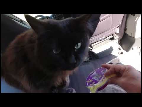 From Sarajevo to Lukomir - Road trip - Coffee for me, sweets for Tiggie