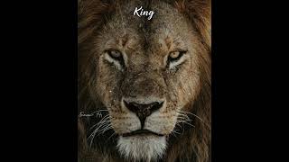 lion king 👑Attitude mass whats app status in Ta