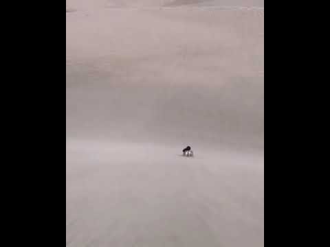 Sandsurfing in Huacachina l Sandboarding in Desert