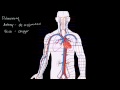 Circulatory System and the Heart Video Tutorial