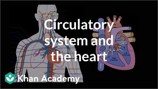 Circulatory System and the Heart