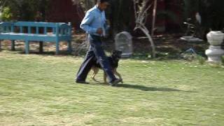 preview picture of video 'TRiP - Our Great GSD - Obedience training'