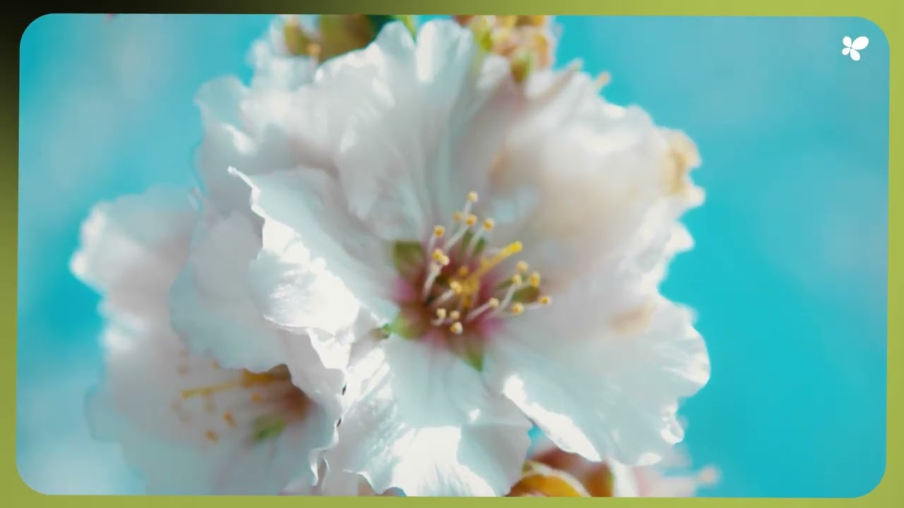 Promotion of crop diversification and sustainable traditional farming in the Balearic Islands