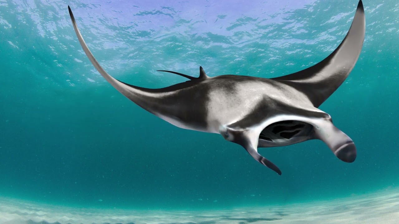 Manta Ray 8K-animazione 3D Modello 3D